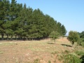 Arzana - Il bosco Selene