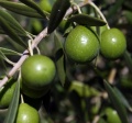 Loceri  - Olive di Loceri