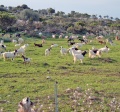Perdasdefogu - Allevamento di capre