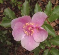 Perdasdefogu - Raro esemplare di rosa del Gennargentu