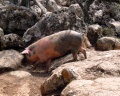 The inlands of Ogliastra - Pigs at the Golgo plateau