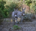 Ogliastra - Sardinian donkeys